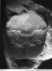 Historisches Foto von Pithonoton sp. (NHMW-AFW-GEO-BACHMAYER-FOTO-1990-0041-1682)